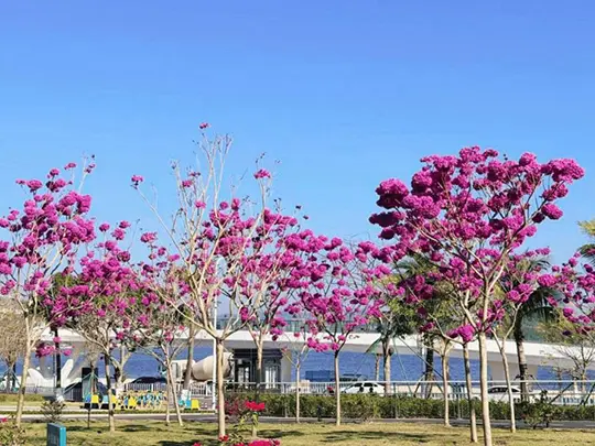 أشجار مزهرة متوسطة الحجم