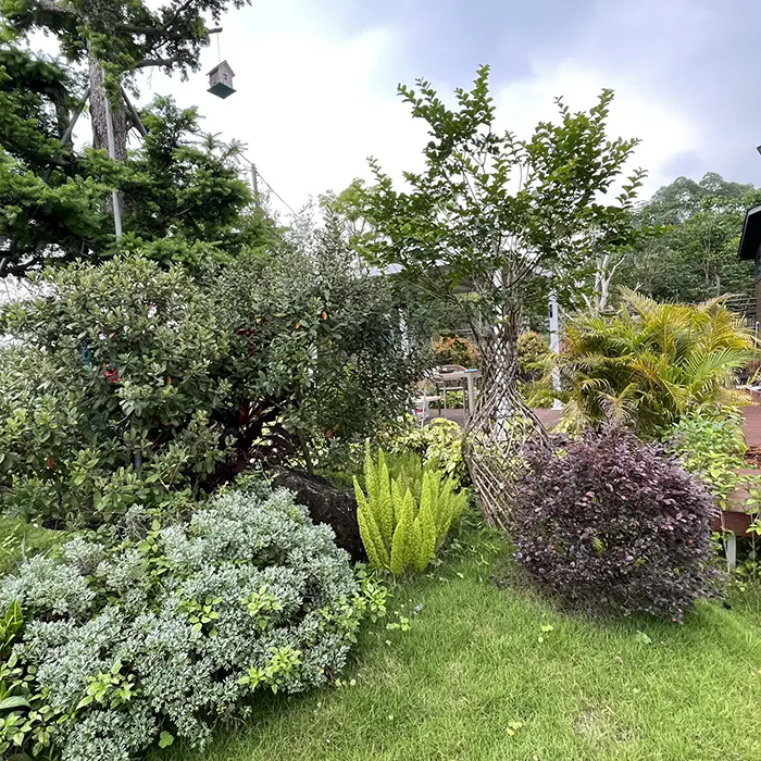 كيف ينشئ Crape Myrtle منظرًا طبيعيًا مذهلاً ومنخفض الصيانة؟