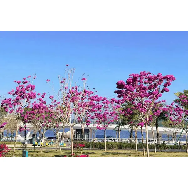 ما الذي يجعل شجرة البوق الأرجواني خيارًا مثاليًا لمشاريع المناظر الطبيعية المذهلة؟