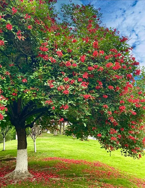 Cockscomb Coral Tree Liners