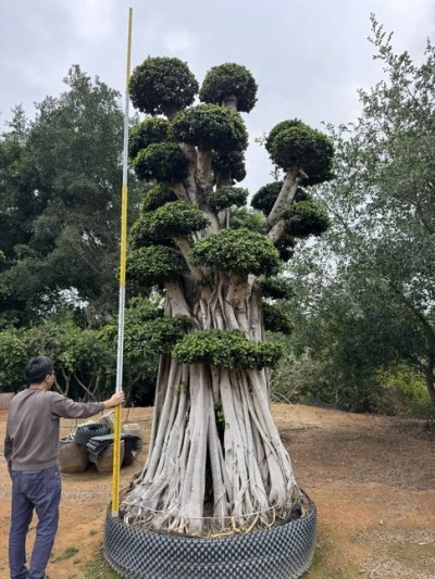Specimen Ficus microcarpa Tree
