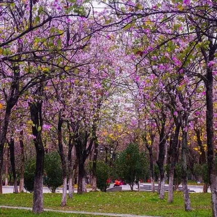 Pink Orchid Tree Liners