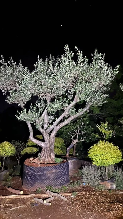 Street Olive Tree
