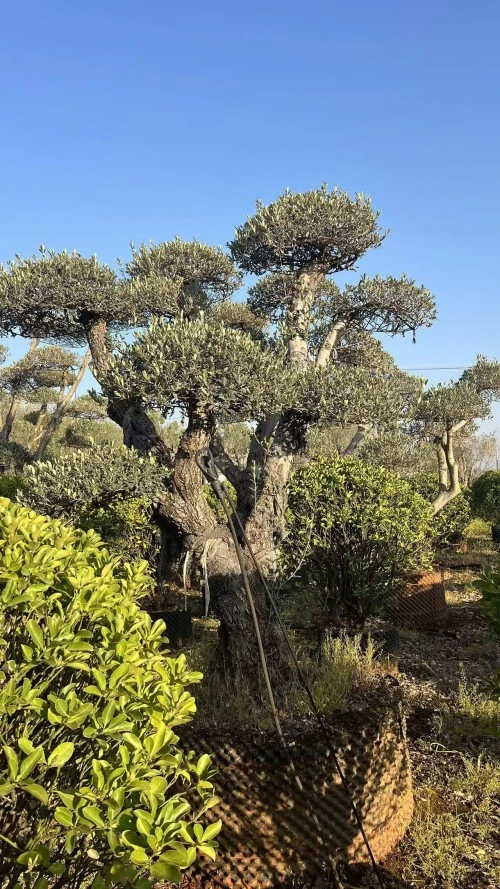 Street Olive Tree