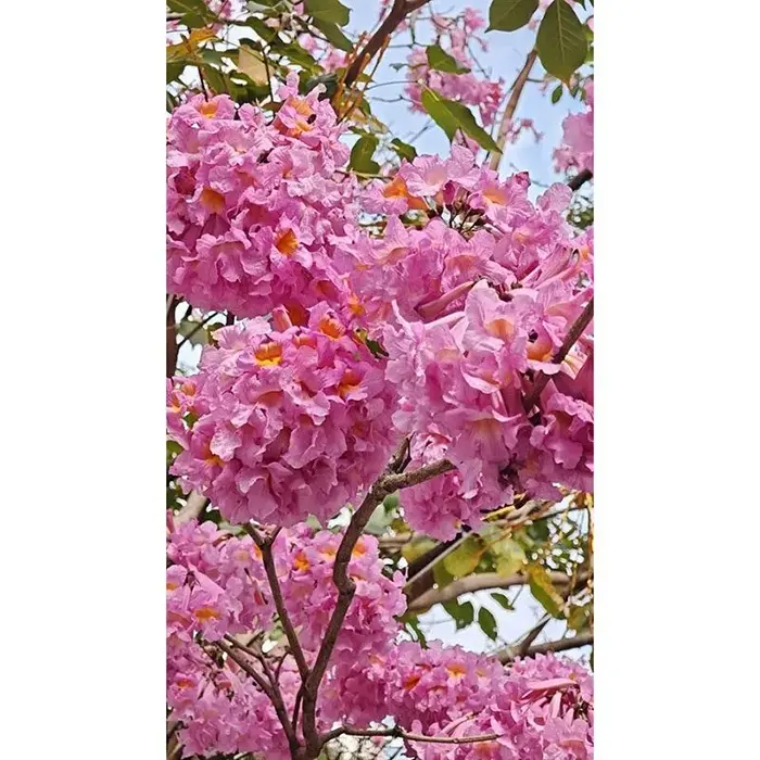 شجرة البوق الأرجواني بونساي