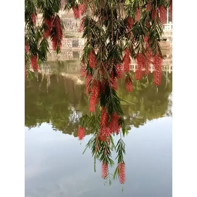 البكاء فرشاة الزجاجة بونساي